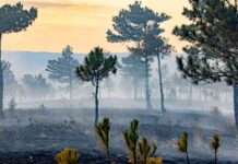 honoring-life-the-best-defense-against-climate-change