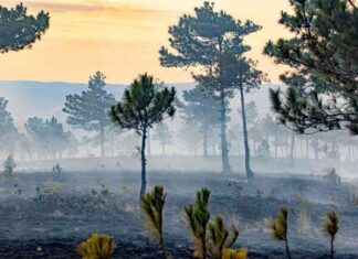 Honoring Life: The Best Defense Against Climate Change honoring-life-the-best-defense-against-climate-change