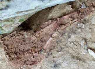 Lapedo Child: Neanderthal-Human Hybrid Discovered After Extinction lapedo-child-neanderthal-human-hybrid-discovered-after-extinction