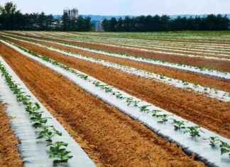 Impact of Microplastic Pollution on Plant Photosynthesis mpact-of-microplastic-pollution-on-plant-photosynthesis