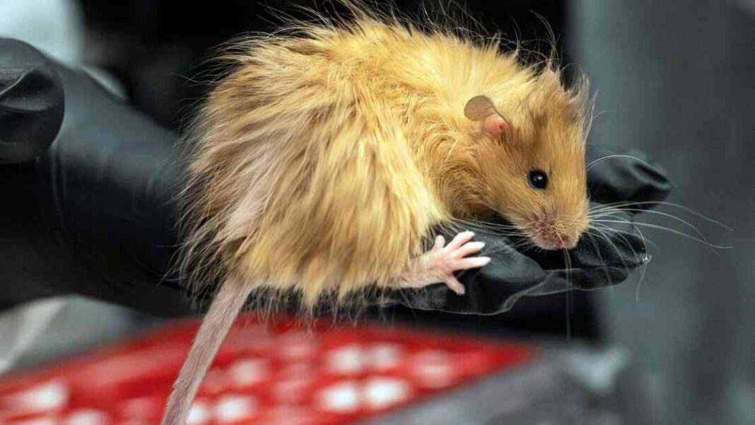 reviving-woolly-mammoth-scientists-create-woolly-mouse