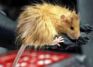 Reviving Woolly Mammoth: Scientists Create Woolly Mouse reviving-woolly-mammoth-scientists-create-woolly-mouse