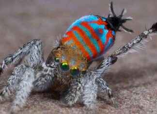 Secrets of the Iridescent Spider’s Mating Dance secrets-of-the-ridescent-spiders-mating-dance