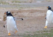 vulnerable-marine-wildlife-in-the-falkland-slands