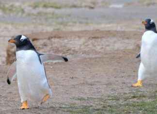 Vulnerable Marine Wildlife in the Falkland Islands vulnerable-marine-wildlife-in-the-falkland-slands