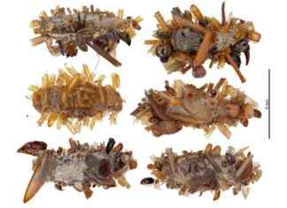 Camouflage Caterpillars: Bone Collector Strategy for Survival camouflage-caterpillars-bone-collector-strategy-for-survival