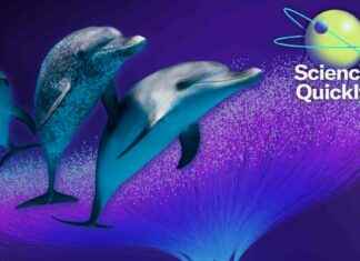 AI Communication Breakthrough: DolphinGemma Technology for Dolphin Communication a-communication-breakthrough-dolphingemma-technology-for-dolphin-communication