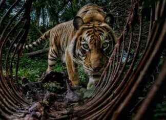 Capturing Images of Wildlife in Environmental Photography Awards capturing-mages-of-wildlife-in-environmental-photography-awards