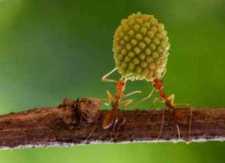 Discover Fascinating Facts About Insects: Earth’s Most Diverse Animal Group discover-fascinating-facts-about-nsects-earths-most-diverse-animal-group