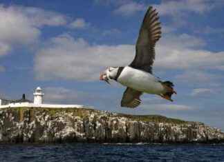 Discover Your Bird IQ with This Fun Quiz! discover-your-bird-q-with-this-fun-quiz