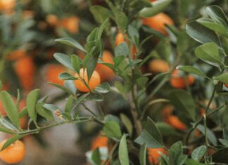 Supreme Science Selective 4 Mature Rabbit Food: The Secret to Healthier Rabbits?