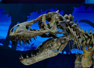 Heard Science Museum: Uncover Fascinating Exhibits and Secrets