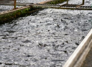 Pacific Fisheries Science Center: Discover Secrets of Marine Research