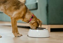 Science Diet Wet Dog Food: Discover The Secret to Happy Pets