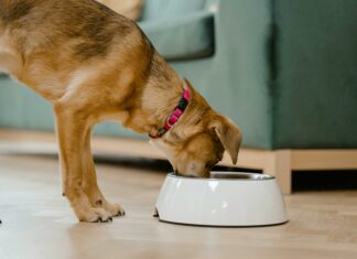 Science Diet Canned Dog Food: Is It The Best Choice For Your Pup?