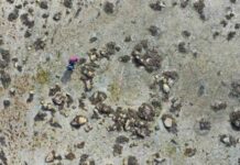 prehistoric-migration-to-far-northern-scotland-submerged-stone-circles-tell-ultimate-adventure-story