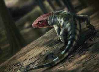 Revisiting Early Reptile History: Newly Found Fossil Tracks revisiting-early-reptile-history-newly-found-fossil-tracks