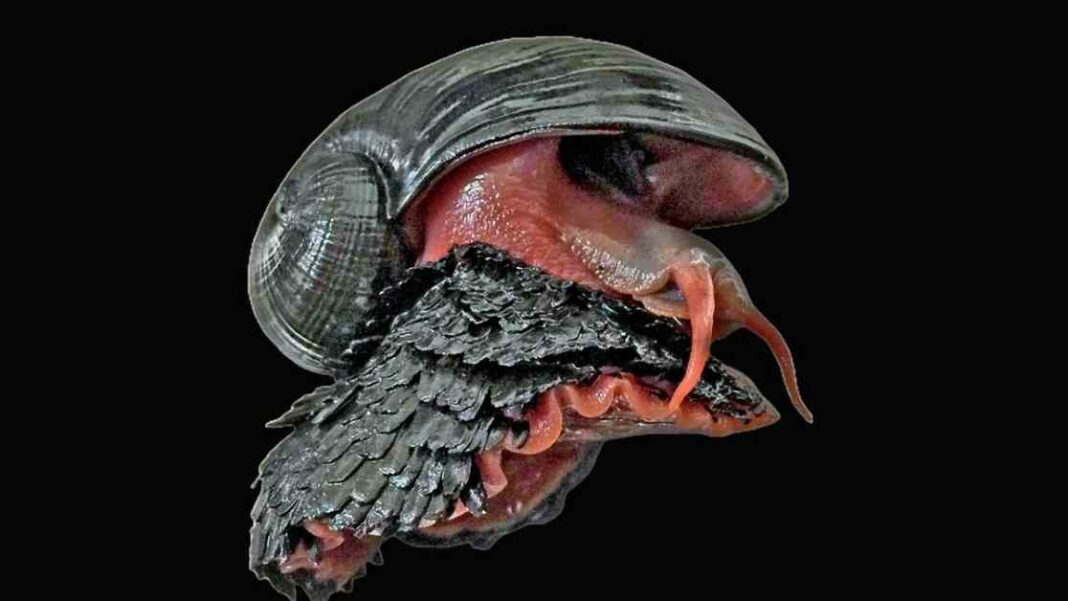 scaly-foot-snail-deep-sea-hermaphrodite-with-armor-and-giant-heart