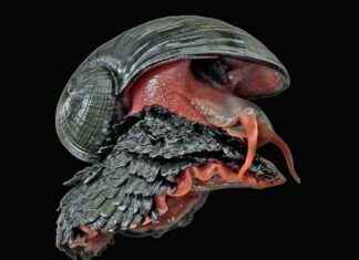 Scaly-Foot Snail: Deep-Sea Hermaphrodite with Armor and Giant Heart scaly-foot-snail-deep-sea-hermaphrodite-with-armor-and-giant-heart