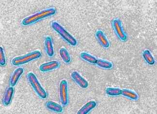 Study reveals hospital superbug can feed on medical plastic study-reveals-hospital-superbug-can-feed-on-medical-plastic