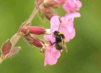 Study: Scientists Working to Save Bees in Britain study-scientists-working-to-save-bees-in-britain