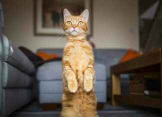 The Genetic Mutation Behind Orange Cat Fur Color the-genetic-mutation-behind-orange-cat-fur-color