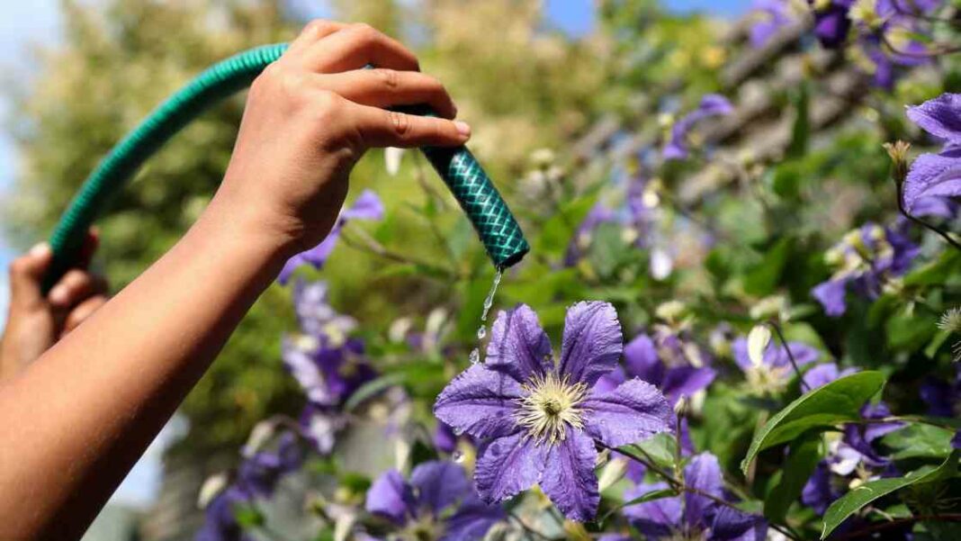 tips-for-conserving-water-during-scotlands-driest-period-in-60-years
