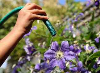 Tips for Conserving Water During Scotland’s Driest Period in 60 Years tips-for-conserving-water-during-scotlands-driest-period-in-60-years