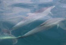 unveiling-the-secrets-of-dolphin-behavior-through-their-underwater-poo