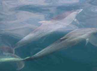 Unveiling the Secrets of Dolphin Behavior Through Their Underwater Poo unveiling-the-secrets-of-dolphin-behavior-through-their-underwater-poo