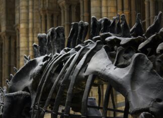 Mayborn Science Theater: Unleashing Wonders of Science and Discovery