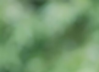 Bachelor Of Arts In Biology Vs Bachelor Of Science: Which Is Better?