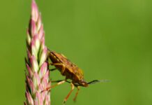 Biological Sciences BA vs BS: Which Degree Unlocks Your Future?