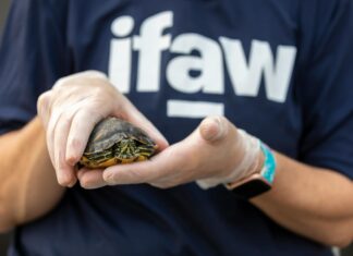 How Legos Saved A Turtle: Discover The Science Behind It