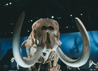 Science Museum Atlanta: Uncover Fascinating Exhibits Awaiting You